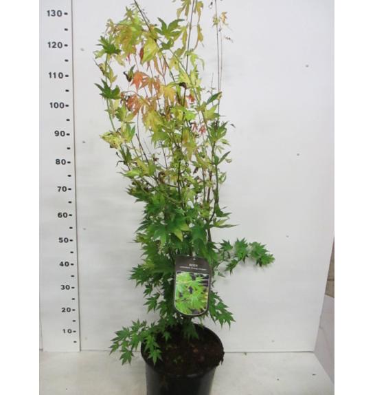 Acer palmatum Orange Dream C10 Lit. 60-80 cm
