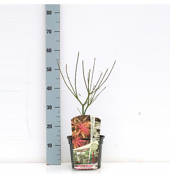 Acer palmatum Jerry Schwartz C3 Lit. 30-50 cm