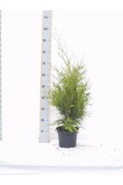 Thuja occidentalis Brabant C5 Lit. 80-100 cm