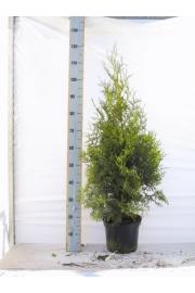 Thuja occidentalis Brabant C5 Lit. 100-120 cm