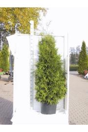 Thuja occidentalis Brabant C35 Lit. 225-250 cm