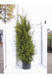 Thuja occidentalis Brabant C25 Lit. 200-225 cm