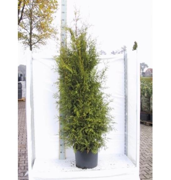 Thuja occidentalis Brabant C25 Lit. 200-225 cm