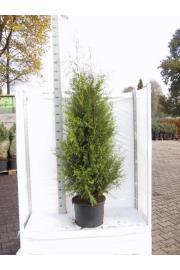 Thuja occidentalis Brabant C25 Lit. 180-200 cm