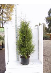 Thuja occidentalis Brabant C15 Lit. 160-180 cm