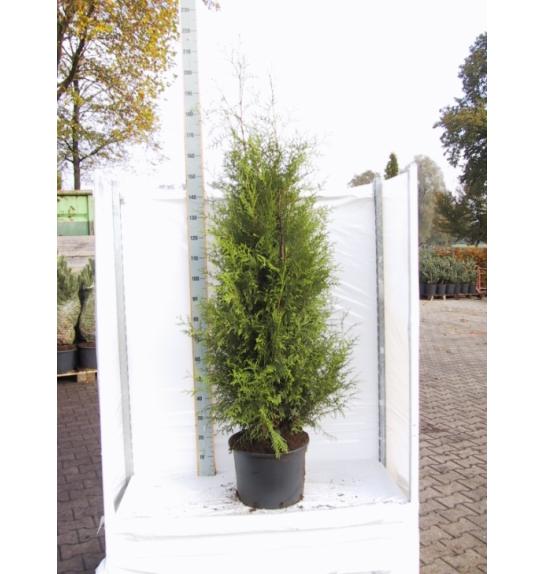 Thuja occidentalis Brabant C15 Lit. 160-180 cm