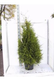 Thuja occidentalis Brabant C15 Lit. 140-160 cm