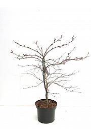 Acer palmatum dissectum Garnet C7,5 Lit. 40-60 cm
