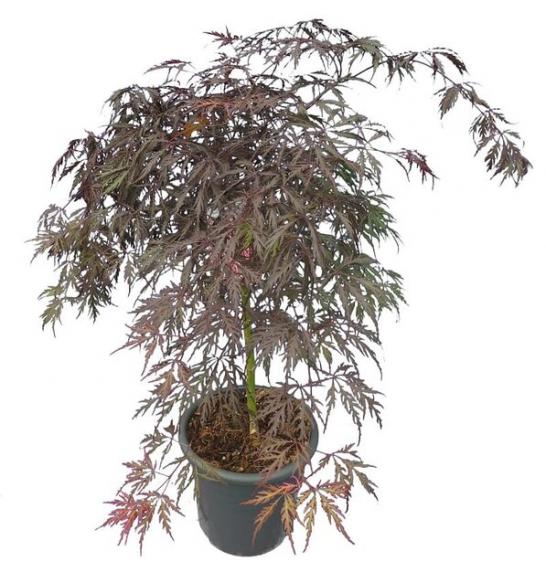 Acer palmatum dissectum Garnet C10 Lit. Na steblu 80 cm