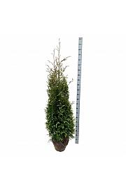Thuja occidentalis Brabant bala 160-180 cm
