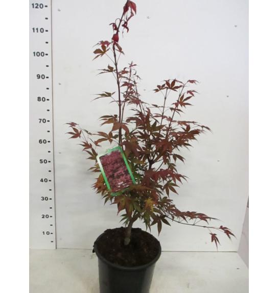 Acer palmatum Atropurpureum C7,5 Lit. 60-80 cm