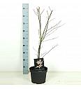 Acer palmatum Atropurpureum C5 Lit. 50-60 cm