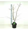 Acer japonicum Aconitifolium C7,5 Lit. 60-80 cm