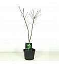Acer japonicum Aconitifolium C5 Lit. 60-80 cm