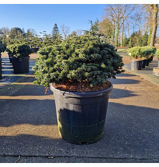 Abies koreana Brillant C20 Lit. 40/+ cm