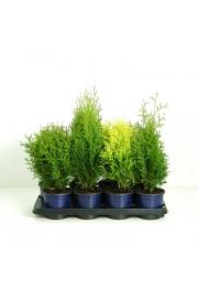 Thuja Mix C1 Lit. 15-20 cm