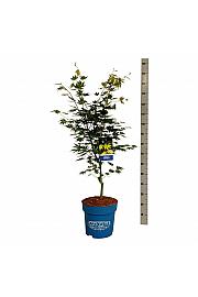 Acer pseudosieboldianum Arctic Jade® C15 Lit. 100-125 cm