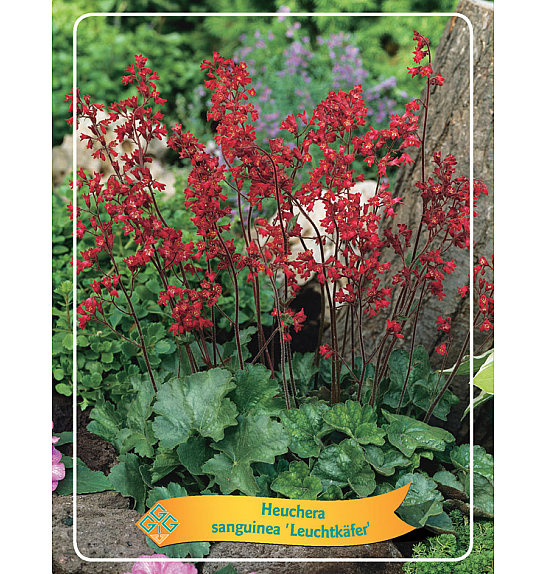 Heuchera sanguinea Leuchtkäfer Ø11