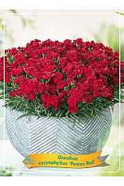 Dianthus caryophyllus Peman Red Ø11