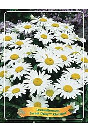 Leucanthemum Sweet Daisy™ Christine Ø11
