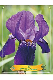 Iris germanica Joanna Ø11