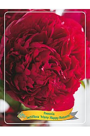 Paeonia lactiflora Many Happy Returns Ø11