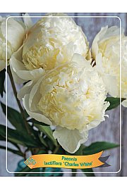 Paeonia lactiflora Charles White Ø11