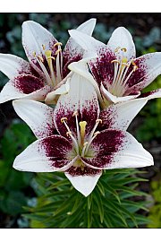 Lilium Tribal Kiss Ø11