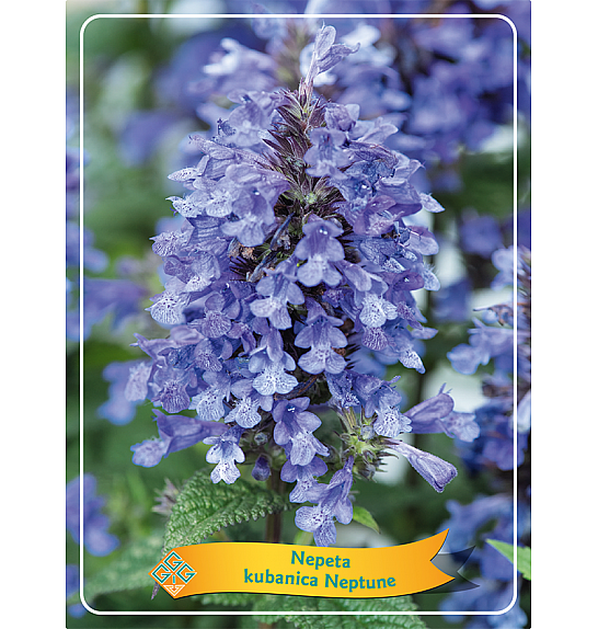 Nepeta kubanica Neptune Ø11