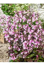 Penstemon digitalis Midnight Masquerade Ø11