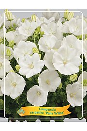 Campanula carpatica Perla White Ø11