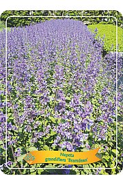 Nepeta grandiflora Bramdean Ø11