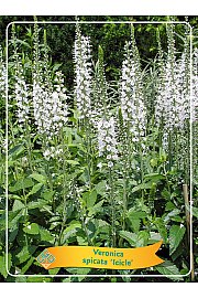 Veronica spicata Icicle Ø11
