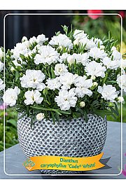 Dianthus caryophyllus Code White Ø11