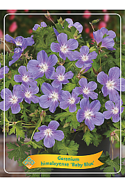 Geranium himalayense Baby Blue Ø11