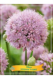 Allium senescens In Orbit Ø11