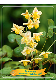 Epimedium versic. Sulphureum Ø11
