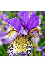 Iris sibirica Pennywhistle Ø11