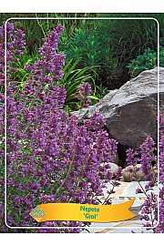 Nepeta Grol Ø11