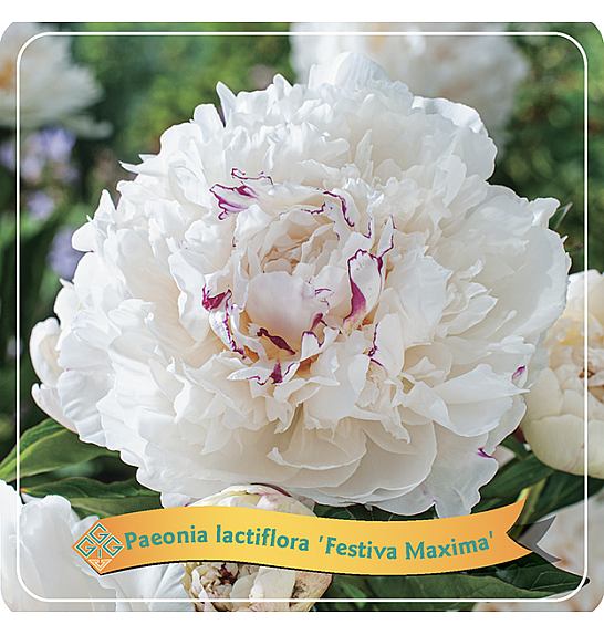 Paeonia lactiflora Festiva Maxima C5 Lit.