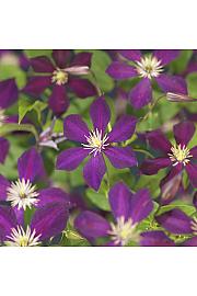 Clematis Mikelite C1 Lit. 20-30 cm