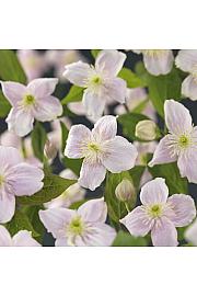 Clematis montana Mayleen C1,5 Lit. 30-40 cm