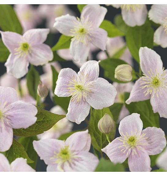 Clematis montana Mayleen C1,5 Lit. 30-40 cm