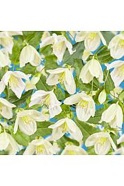 Clematis cirrhosa Jingle Bells C1 Lit. 20-30 cm