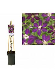 Clematis Mikelite C2,5 Lit. 40-60 cm