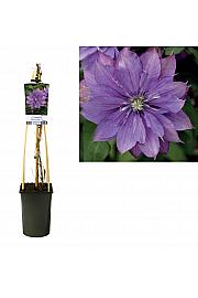 Clematis Rollercoaster PBR C2,5 Lit. 40-60 cm
