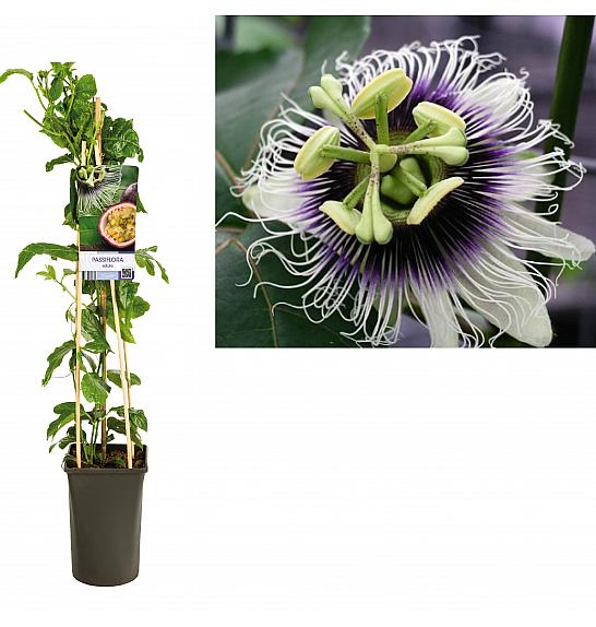 Passiflora Edulis C2,5 Lit. 40-60 cm
