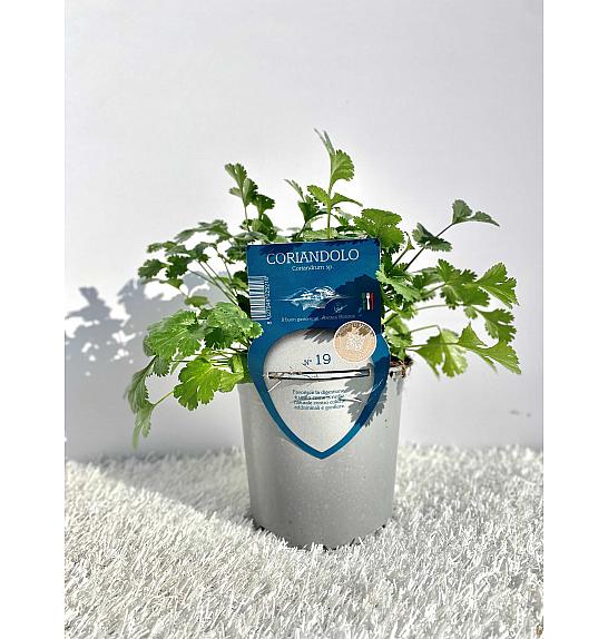 Aroma riserva Coriandrum sativum Ø14