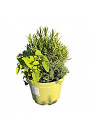 Dišavnice Ø18 mix dekor lonček 3 pack