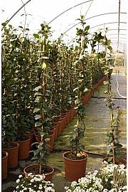 Rhyncospermum jasminoides Ø18